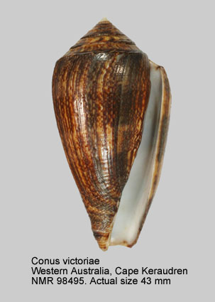 Conus victoriae (5).jpg - Conus victoriae Reeve,1843